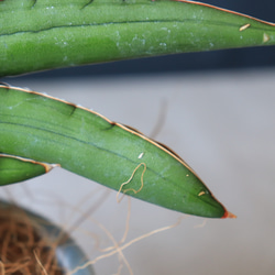 送料無料｜多肉植物｜サンスベリア・サムライドワーフ｜多肉植物の苗｜空気清浄 10枚目の画像