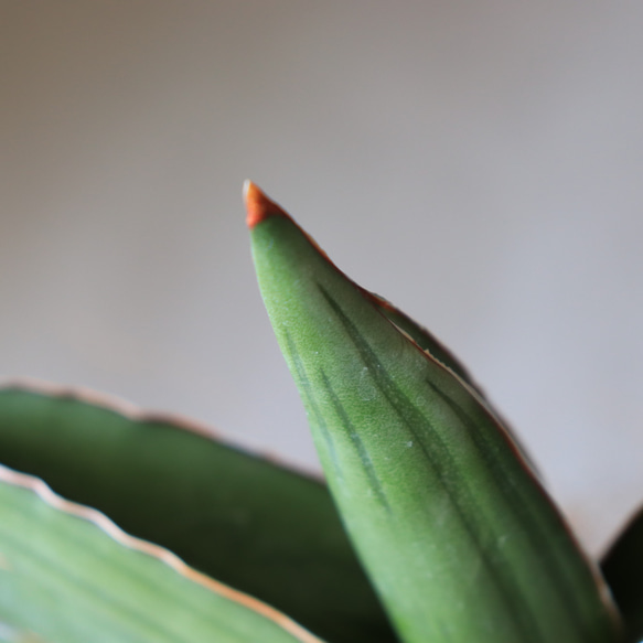 送料無料｜多肉植物｜サンスベリア・サムライドワーフ｜多肉植物の苗｜空気清浄 8枚目の画像