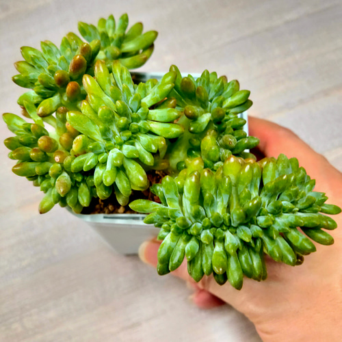 アリスエバンス【エケベリア 多肉植物 韓国苗 園芸 インテリア