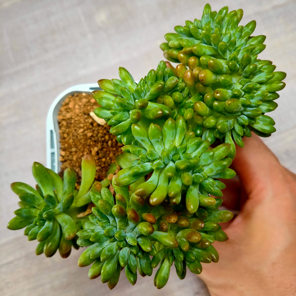 新入荷】エケベリア アリス エヴァンス綴化 多肉植物韓国苗
