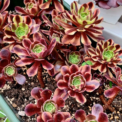 多肉植物 アエオニウム キャリー韓国苗 美苗1株 速達発送 抜き苗 多肉