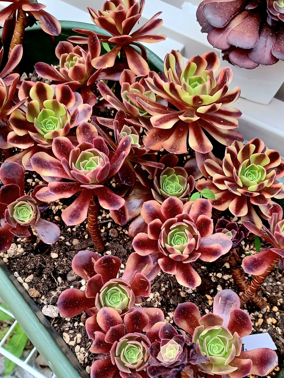 多肉植物 アエオニウム キャリー韓国苗 美苗1株 速達発送 抜き苗 多肉