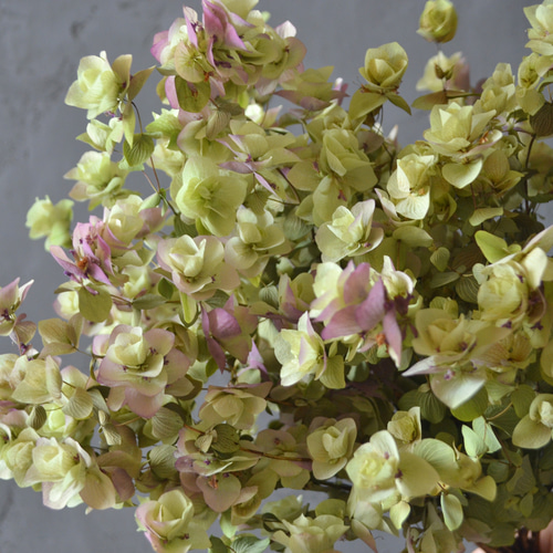 現物販売/ドライフラワー/オレガノ/ケントビューティ/ハンドメイド/花