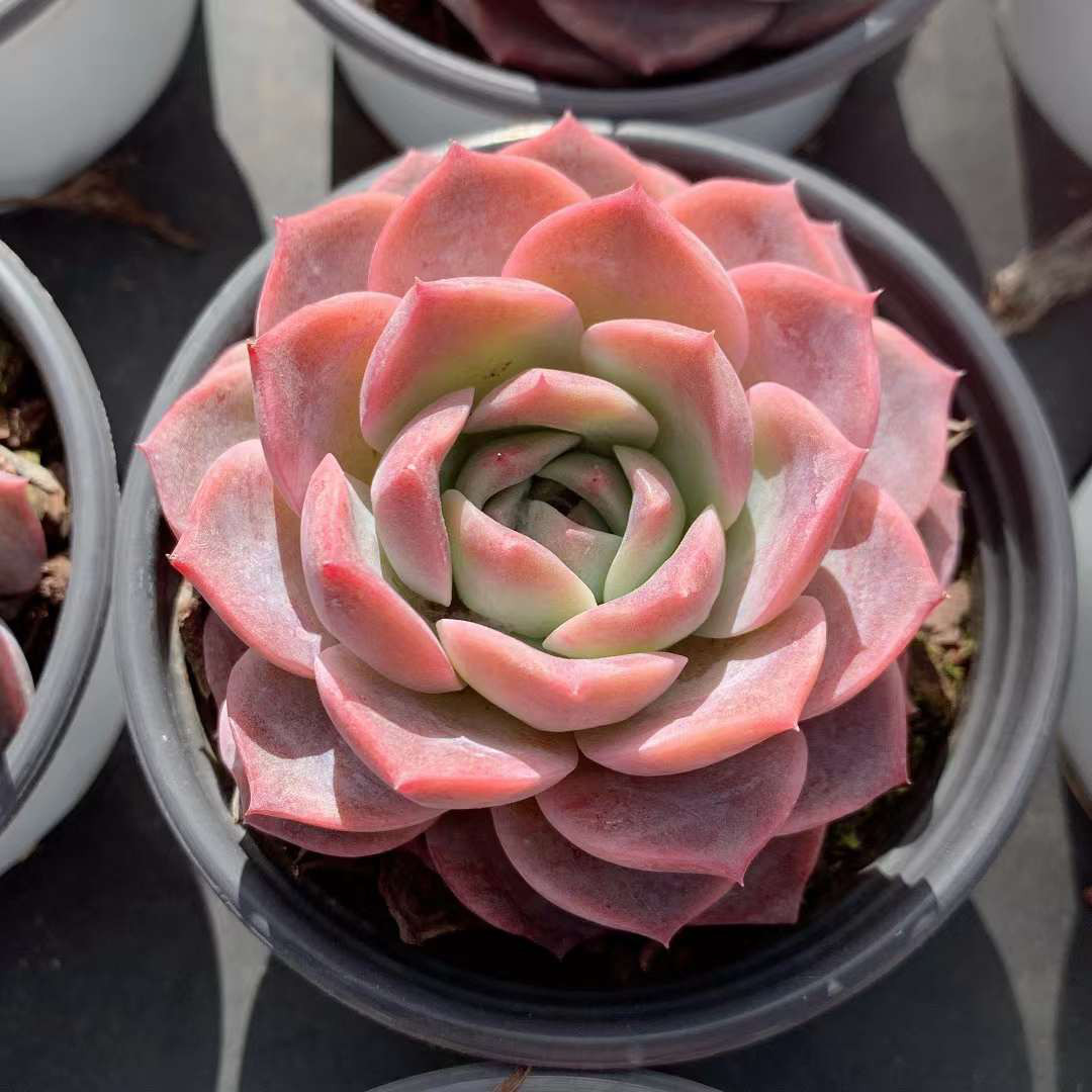 匿名配送♡レア♡ 多肉植物　リトープス　おばけ　3面　極美苗♡ 匿名配送♡レア♡ 多肉植物 リトープス おばけ 3面 極美苗♡ 匿名配送