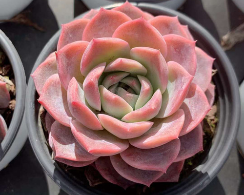 9fe2d6d4e128803d78842a06eeacf0