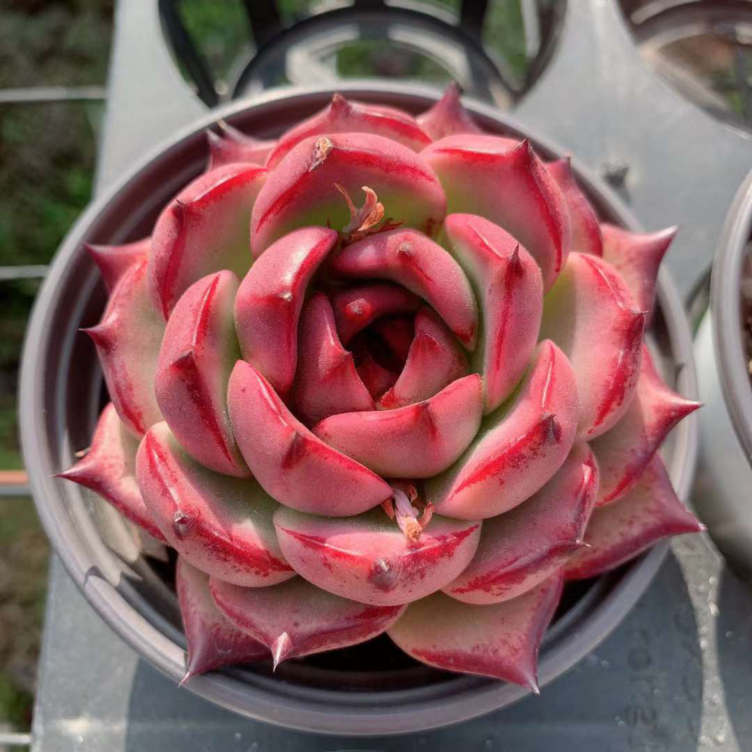 Honey pink 激レア高級多肉植物 エケベリア 超美苗 韓国苗 観葉