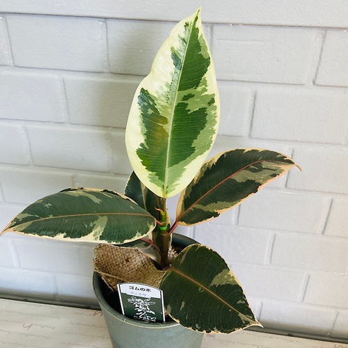 フィカス ティネケ ゴムの木 インテリアグリーン 観葉植物 その他