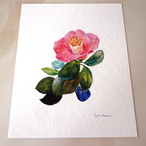 ツバキ 】 ORIGINAL GICLEE 水彩画を高級紙に印刷した鑑賞用絵画シート