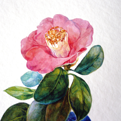 ツバキ 】 ORIGINAL GICLEE 水彩画を高級紙に印刷した鑑賞用絵画