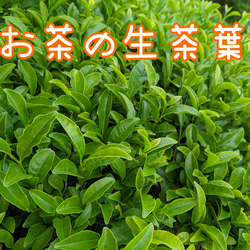 [販売中]お試し100g 採れたて2番茶 お茶の葉 新芽 生茶葉 無農薬  伊勢茶 1枚目の画像