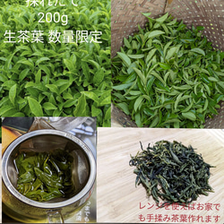 [販売中]お試し100g 採れたて2番茶 お茶の葉 新芽 生茶葉 無農薬  伊勢茶 4枚目の画像