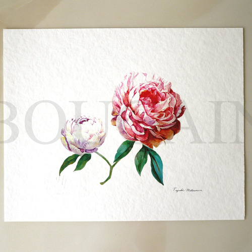 シャクヤク 】 ORIGINAL GICLEE 水彩画を高級紙に印刷した鑑賞用絵画