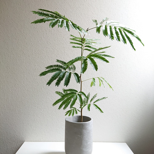 【引き取り限定】破格！エバーフレッシュ 約1.3m観葉植物 引き取り限定】破格！エバーフレッシュ 約1.3m観葉植物 - メルカリ