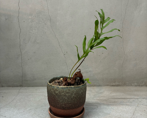 アリ植物って知ってる？ レカノプテリスの育て方と種類 | LOVEGREEN(ラブグリーン)
