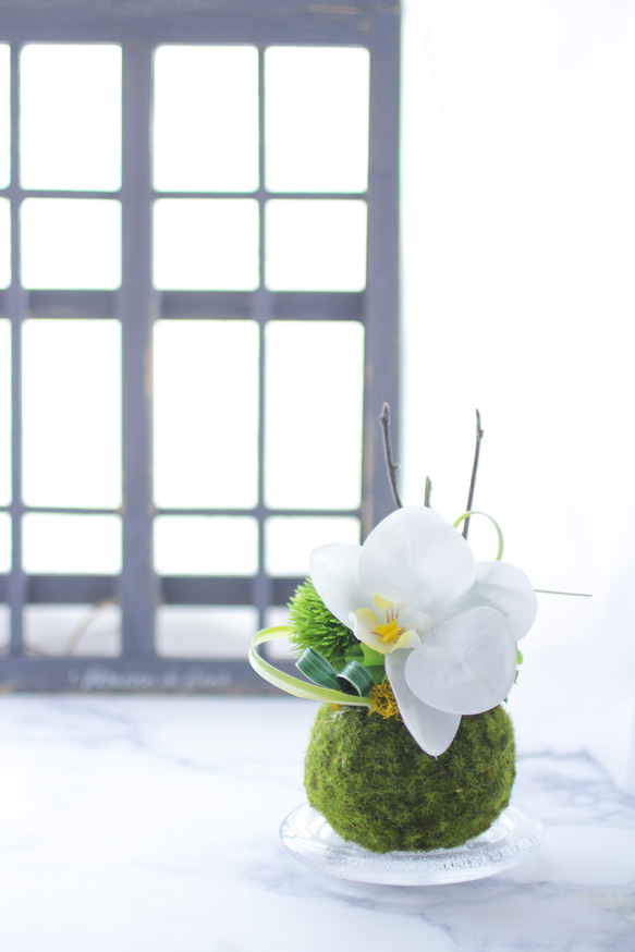 苔玉×胡蝶蘭の和アレンジ 　 アーティフィシャルフラワー　ホワイトグリーンインテリア　和モダン 1枚目の画像