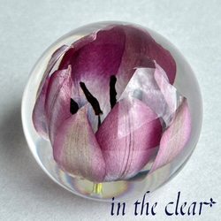 植物標本　チューリップ　紫　レジン　５センチ球体 6枚目の画像