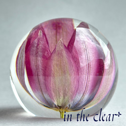 植物標本　チューリップ　紫　レジン　５センチ球体 1枚目の画像