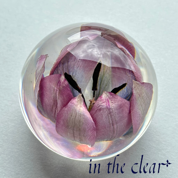 植物標本　チューリップ　紫　レジン　５センチ球体 2枚目の画像
