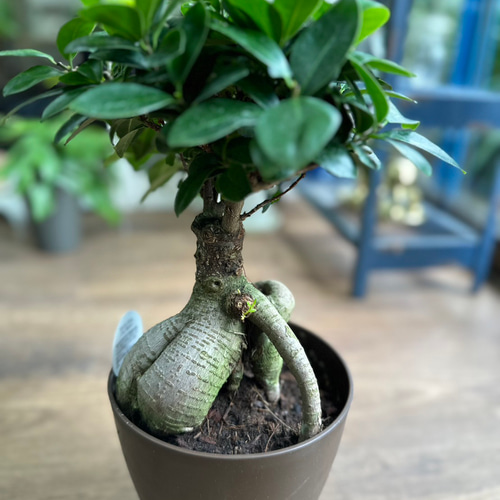 観葉植物】ガジュマル 6号 630 その他インテリア雑貨 花 千の草