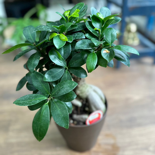 がじゅまる 観葉植物】ガジュマル 6号 630 その他インテリア雑貨 花 千の草