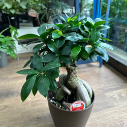 がじゅまる 観葉植物】ガジュマル 6号 630 その他インテリア雑貨 花 千の草