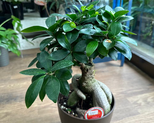 観葉植物】ガジュマル 6号 630 その他インテリア雑貨 花 千の草