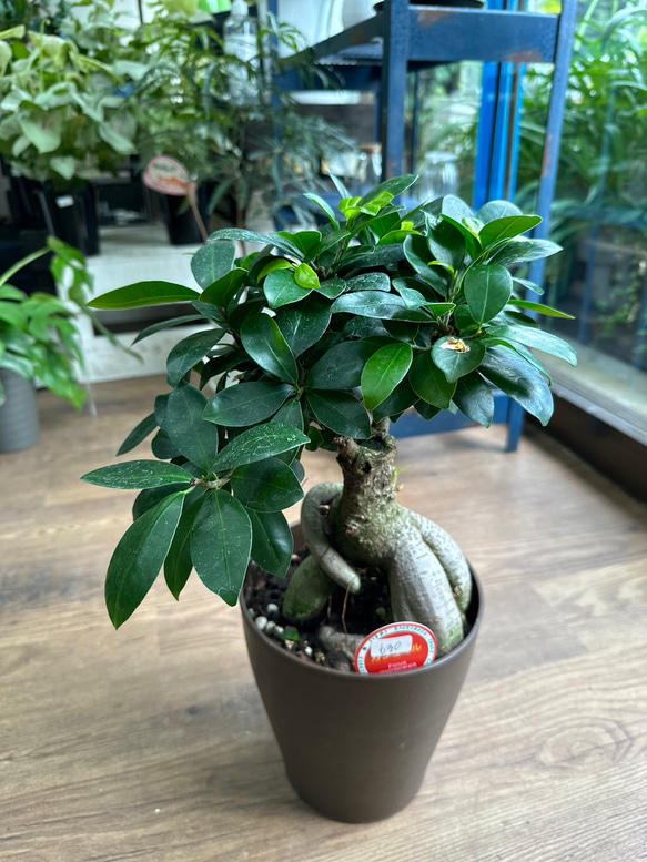 観葉植物 ガジュマル 6号 股仕立て セメント スタンダードポット