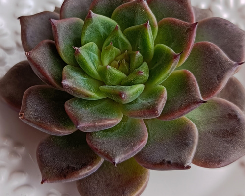 ディバインフルート 多肉植物 多肉植物 多肉✩モンスター 通販