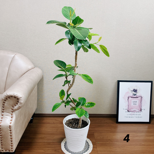 フィカス アルテシマゴールド 陶器鉢 お皿付き フィカス