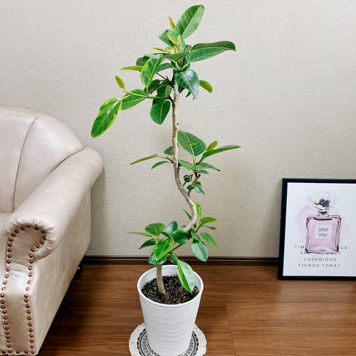 人気No.1 現品］4番 大型 室内 観葉植物 8号 曲がり フィカスアルテシマ フィカス