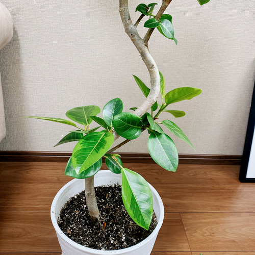 フィカス・アルテシーマ 曲がり ゴムの木 観葉植物 8寸004 ☆再入荷☆人気の観葉植物＊フィカス アルテシーマ＊ゴムの木