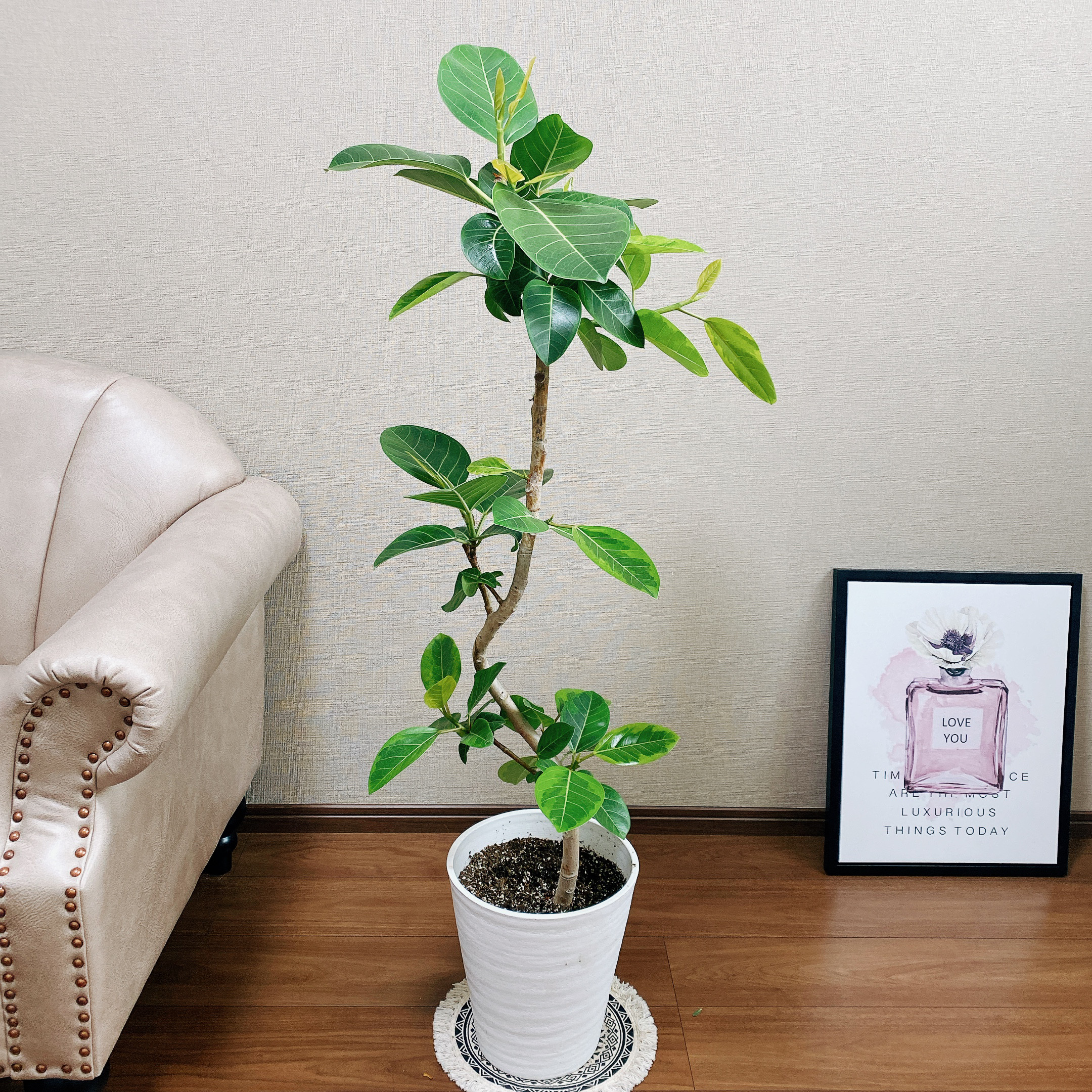現品】観葉植物 フィカス アルテシーマ アルテシマ ゴムの木