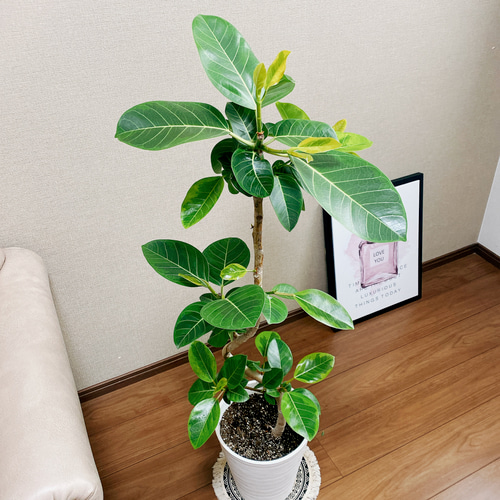 現品］4番 フィカスアルテシマ 曲がり 8号 観葉植物 室内 大型