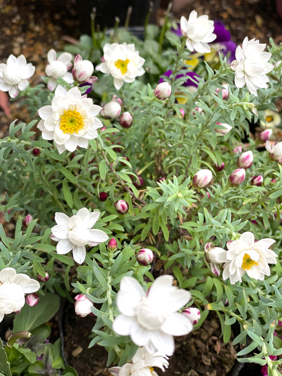 本物のお花＊花かんざしとモザイクカボションのイヤリング／ピアス 3枚目の画像