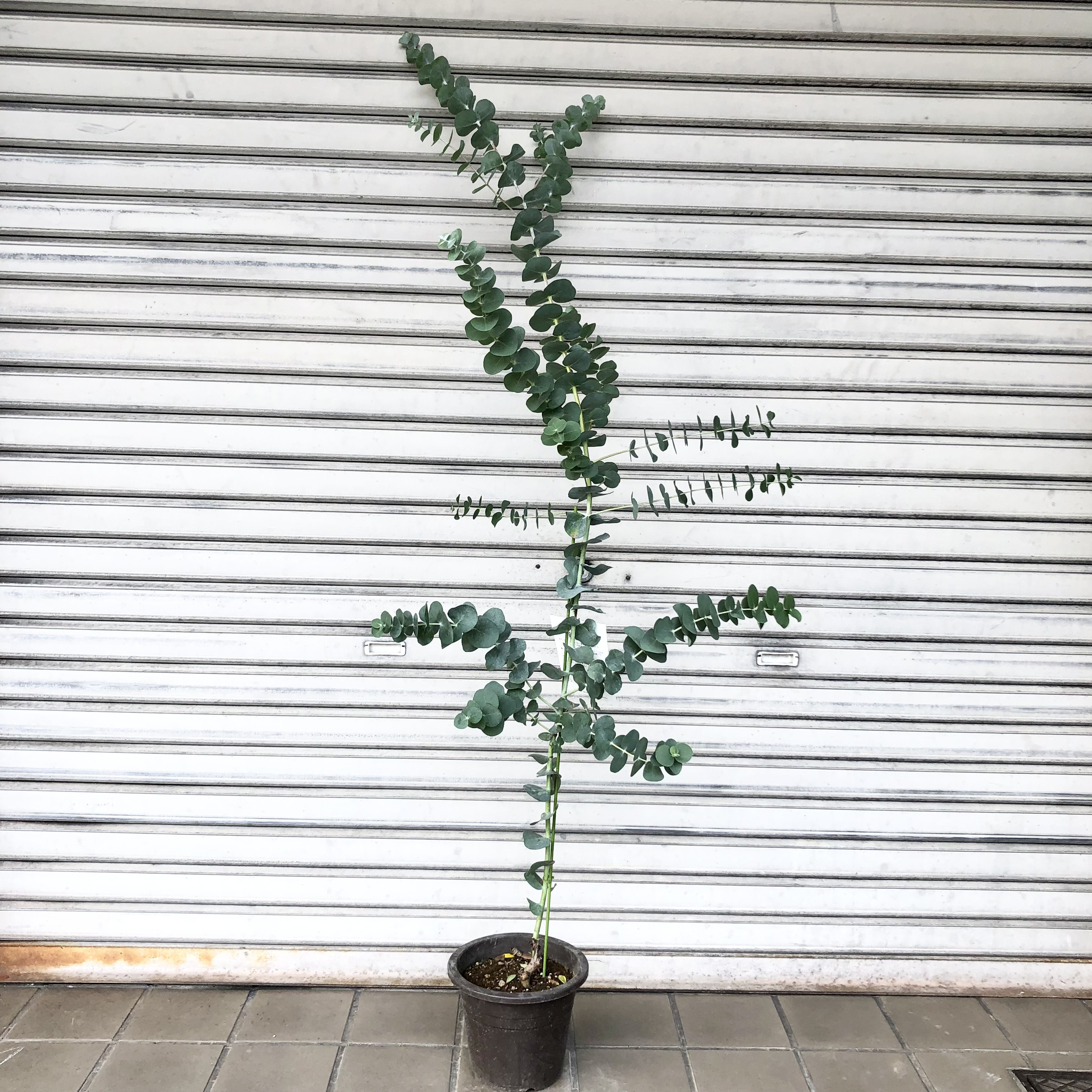 希少 背高め ユーカリ 銀世界 6号 その他インテリア雑貨 PLANTS