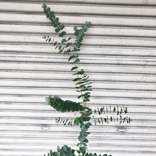 希少 背高め ユーカリ 銀世界 6号 その他インテリア雑貨 PLANTS