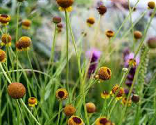 オータムロリホップ苗＊確認用 ✳️速達つき✳️ヘレニューム オータムロリポップ 掘り上げ苗 一株