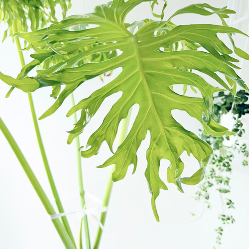 8/29撮影 希少 沖縄産 根立ち セローム セロウム 観葉植物 大型 その他