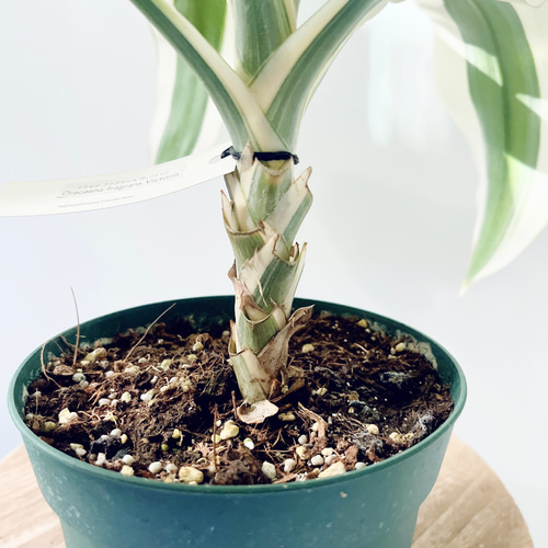 希少】ドラセナ ヴィクトリア Mサイズ 観葉植物 calm cafe c 多肉植物