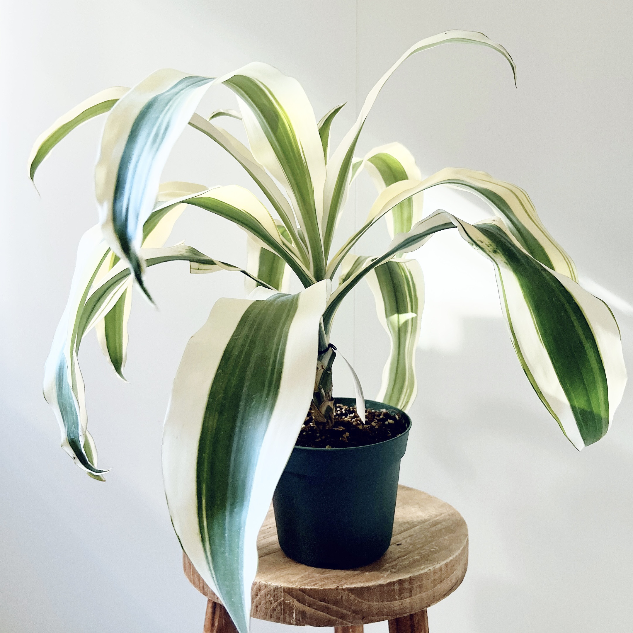【一点限定】ドラセナ ヴィクトリア Lサイズ 観葉植物 透き通るような美しさ