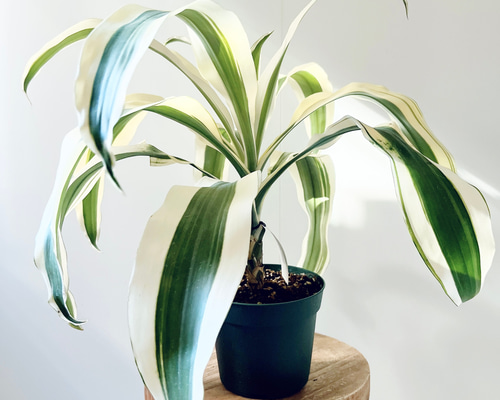 ea82a8455f9d5c1288da9290169a74