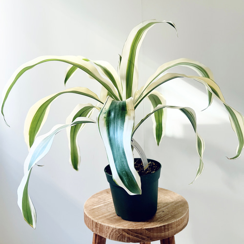 希少】ドラセナ ヴィクトリア Mサイズ 観葉植物 calm cafe c 多肉植物