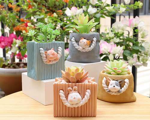 黄金姫花月(金のなる木)2株寄せ/盆栽、多肉植物、塊根植物、観葉