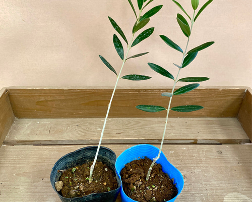 苗木 オリーブの木 オリーブ2種set 品種おまかせ アートフラワー plant