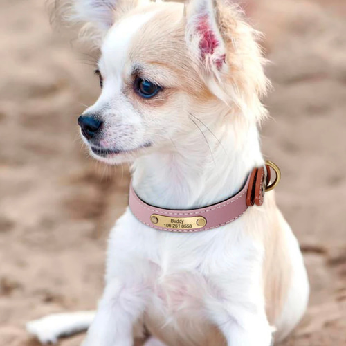 オーダーメイド 首輪 ペット 犬 猫 お名前入り リード・首輪 movidog