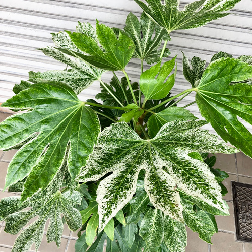 斑入り品種 大型 ヤツデ スパイダーウェブ 8号 セラアート鉢 受皿付