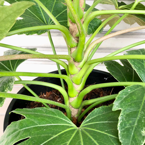 斑入り品種 大型 ヤツデ スパイダーウェブ 8号 セラアート鉢 受皿付