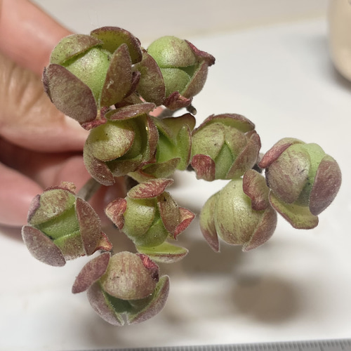 SOLD アドデス サンデルシー① アエオニウム 厳選韓国苗 名前付き 多肉