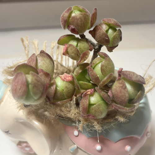 SOLD アドデス サンデルシー① アエオニウム 厳選韓国苗 名前付き 多肉