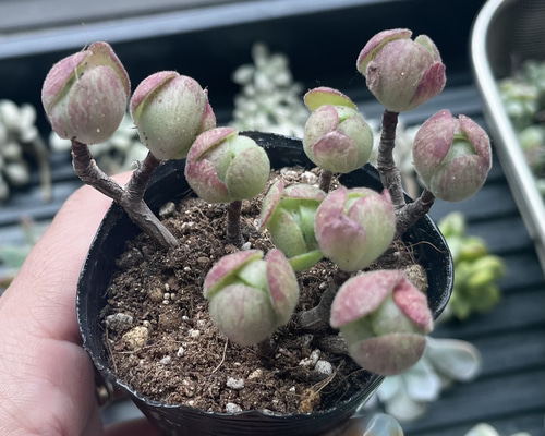 多肉植物⭐小さなカット苗たち⭐Ｄ⭐ 多肉植物⭐小さなカット苗たち⭐D⭐
